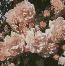 61 Trendy Flowers Aesthetic Wallpaper Pink Flower Aesthetic Plant Aesthetic Aesthetic Wallpapers