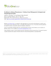 Image result for Sarcophrynium schweinfurthianum