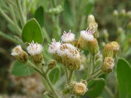 Image result for Pluchea dioscoridis