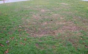 Compacted lawn soils can cause water puddling, low. How To Fix Patchy Thin Grass In Your Lawn
