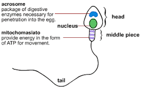 Sexual Reproduction In Humans The First Stages S Cool