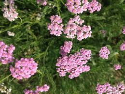 .fiori,perenni,profumate,spontanee,viola,viole,viole mammole2 commenti su viole mammole. Achillea Millefolium Erba Delle Ferite Natura In Mente Calliopea