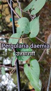 Image result for Pergularia daemia