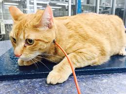 The estimate for the feeding tube was $800 and i'm on a discount pet plan where i pay a fee each year, so i'm saving about $50 off the procedure. Refeeding Syndrome Mspca Angell