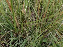 Image result for Digitaria monodactyla