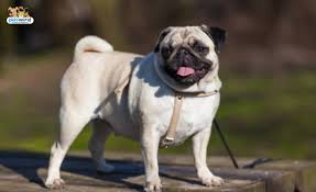 They don't need feeding often and just need a warm tank with some foliage and a rock or three. Top 10 Low Maintenance Dog Breeds Pet Blog Dogs Cats Fishes And Small Pets Blog