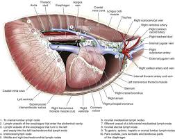 'heart disease anatomical chart 2nd edition poster print' posters | allposters.com. Thoracic Cavity Veterian Key