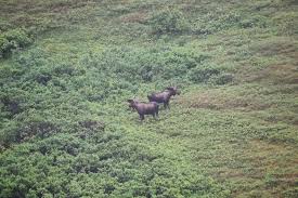 This video covers the tundra wilderness tour of denali national park on tour bus run by the park. Denali National Park Wilderness Alaska With Map Photos