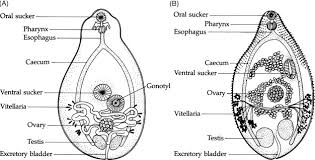 Muscular system labeled respiratory system anatomy human anatomy chart aortic stenosis muscle diagram kindergarten themes skeletal system red bone worksheets it's what's happening. Redia An Overview Sciencedirect Topics