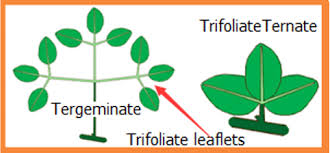 Image result for Clerodendrum tricholobum