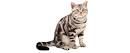 American Shorthair - Wikipedia