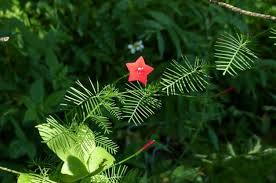 Another popular vine that can be labeled a hummingbird vine is the morning glory vine. Plant Cypress Vine For Hummingbirds And Butterflies Birds And Blooms