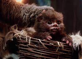 Katie Is Back On The Hype For Space Movie 9 On Twitter Ewoks Star Wars Star Wars Images Star Wars History