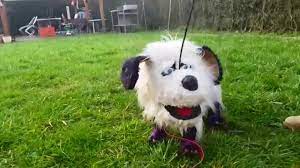 hanzade kukla kopek max ile oynuyor marionette dog kopek kuklalar oyun