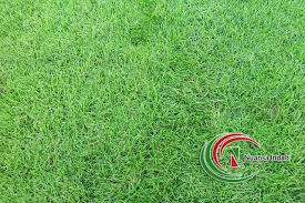 Anda mungkin sering menjumpai rumput teki tumbuh liar di lapangan, di sawah atau di pinggir jalan. Tukang Rumput Jasa Tanam Dan Potong Rumput Untuk Dekorasi Taman