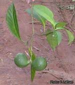 Image result for Voacanga chalotiana