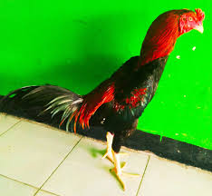 Emilik ayam petarung akan sangat beruntung jika memiliki ayam petarung yang memiliki katuranggan yang baik. Jual Ayam Bangkok 2020 Calon Super Pukul Saraf K O