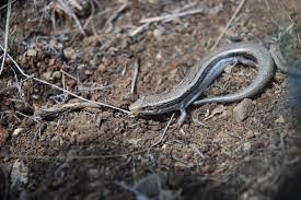 Curious About Western Skink Wenatchee Naturalist