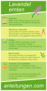 Anleitung Lavendel Ernten Pflanzen Lavendel Ernten Gemuse Pflanzen