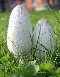 Der Schopftintling Ein Unterschaetzter Leckerbissen