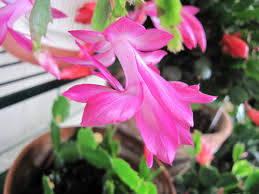 Christmas cactuses are easily one of the most misunderstood houseplants. Getting A Christmas Cactus To Bloom Thriftyfun