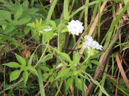 Image result for Ipomoea linosepala