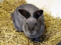 What are your thoughts on potty. Steps To Litter Train A Rabbit Uk Pets