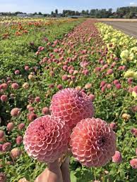 Dahlia Jowey Winnie By Far The Most Popular Dahlia Variety On Our Dahlia Field Last Year Dahlia Gardening Dahliatub Flower Farm Dahlia Flower Bulb Flowers