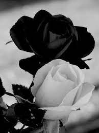 Dreamstime is the world`s largest stock photography community. Short Story The Tale Of White Rose And Black Rose Steemit