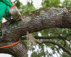 Deadwood removal reduces risk and ...