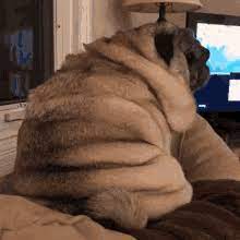 Your daily dose of fun! Fat Dog Gifs Tenor