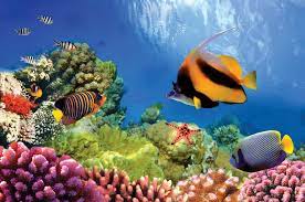 Great barrier reef, off the northeastern coast of australia. Great Barrier Reef Geography Ecology Threats Facts Britannica