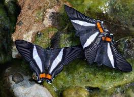 Pin Von Gabi Epple Auf Schmetterlinge Und Motten Schmetterling Natur Tiere