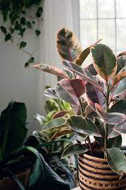 The plants live for hundreds of. 7 Amazing Rubber Plant Benefits Balcony Garden Web