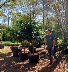 The nursery will be open regular hours today: Tallahassee Climate Ripe For Growing A Fruit Forest In Your Backyard