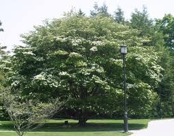 The venus® dogwood is one of the most outstanding flowering dogwood trees there is. Cornus Kousa Wikipedia