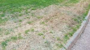 I put in a new sod of palisades zoysia to renovate my dead lawn (shown in the pic below) about 6 given that the new grass is only about 8 weeks old, will the zoysia be able to recover with increased. Zoysia Bringing Zoysiagrass Back To Life The Grass Factor Youtube