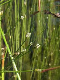 Image result for Schoenoplectus sp.no.1