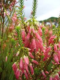 Image result for Erica kingaensis