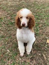 Parents are imported from europe and have excellent longevity and health. 7 Best Poodle Breeders In Ohio 2021 We Love Doodles