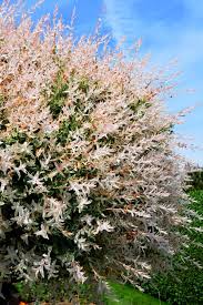 Dwarf butterfly bush 'dreaming lavender'. 12 Different Types Of Willow Trees Home Stratosphere