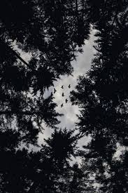 Black And White Raven Images Dark Gothic Forest Black White Raven Birds Flying Poster Zazzle Com In 2020 White Aesthetic Photography Black And White Photo Wall Aesthetic Pictures