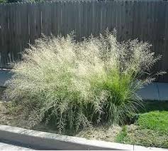 Image result for Eragrostis hispida