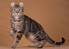 Shorthair American Curl Cat Breeds American Shorthair Cat Wild Cat Breeds