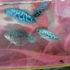 Di indonesia ikan sepat ini sangat populer loh namun bukan sebagai ikan hias namun sebagai ikan baca selengkapnya. Ikan Hias Sepat Biru Brazil Shopee Indonesia
