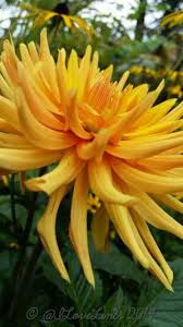 Pin On Guest Board Gardening Inspirations