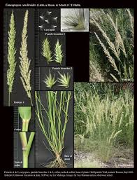 Image result for Enneapogon