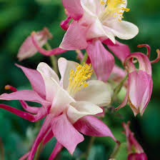 Image result for Aquilegia pompom mix