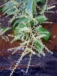 Image result for Embelia