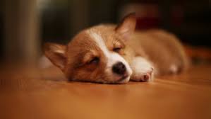 There are two separate types of corgi dogs. Pembroke Welsh Corgi Puppy Sleeping Stock Footage Video 100 Royalty Free 6871267 Shutterstock